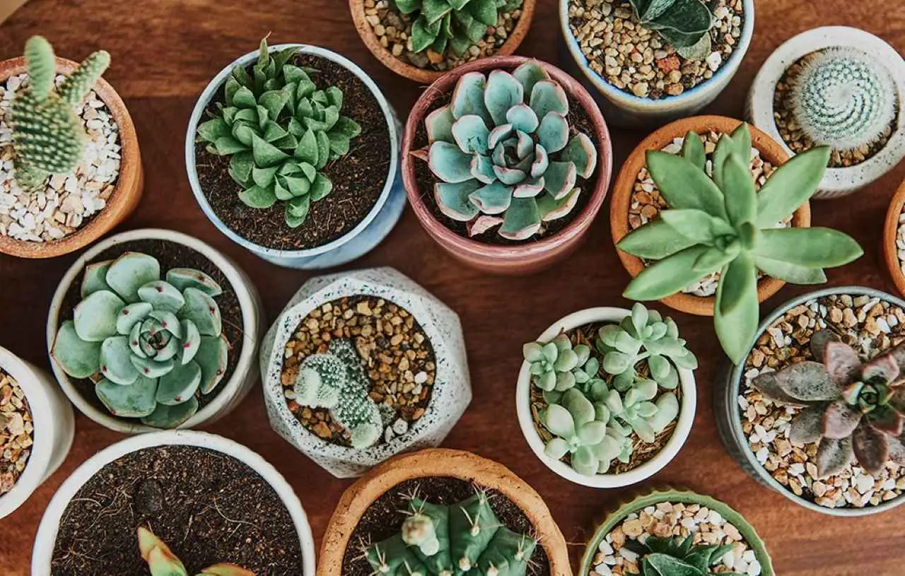 Attenzione al caldo eccessivo o al gelo: ecco la temperatura massima e minima che uccide le tue piante grasse