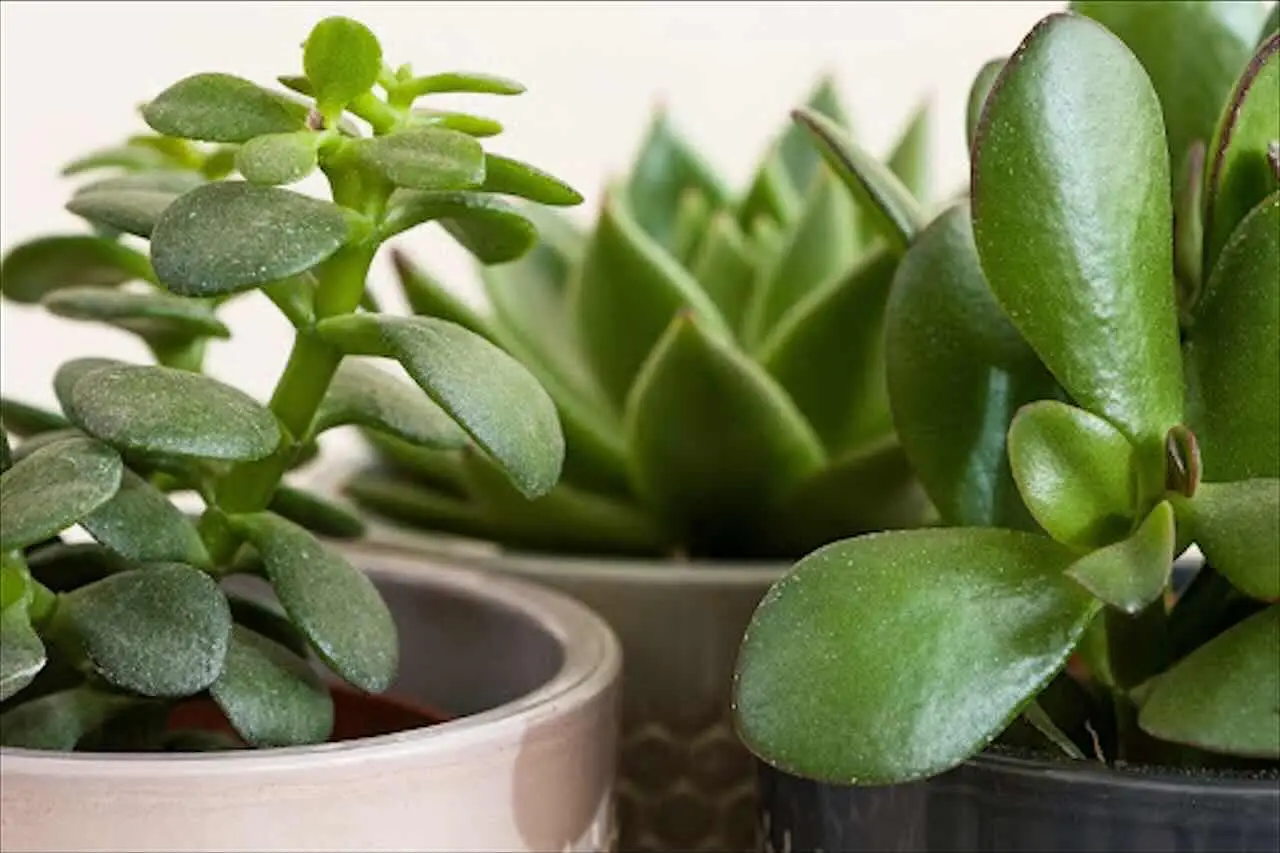 Attenzione a queste piante grasse bellissime: crescono lentissime e potresti non saperlo