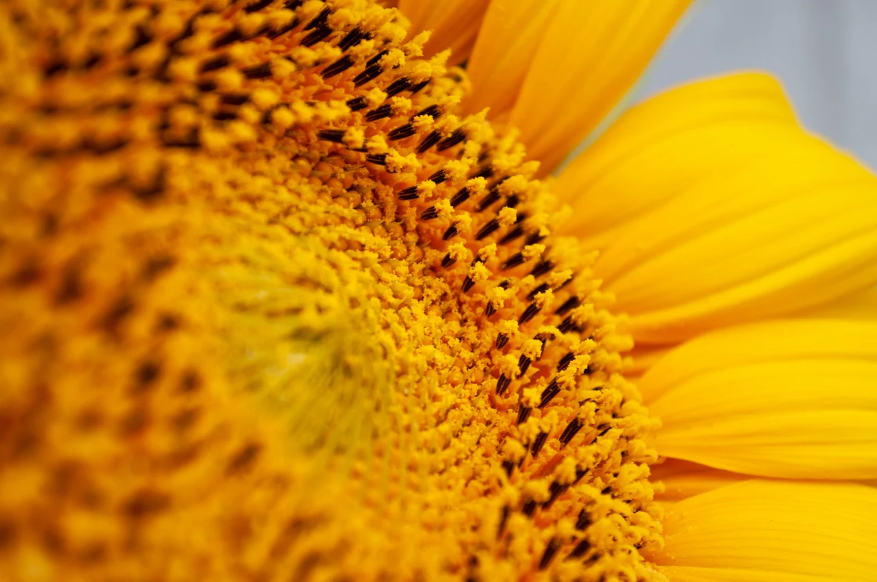 Ecco il fiore che attira più energia solare e illumina la tua vita