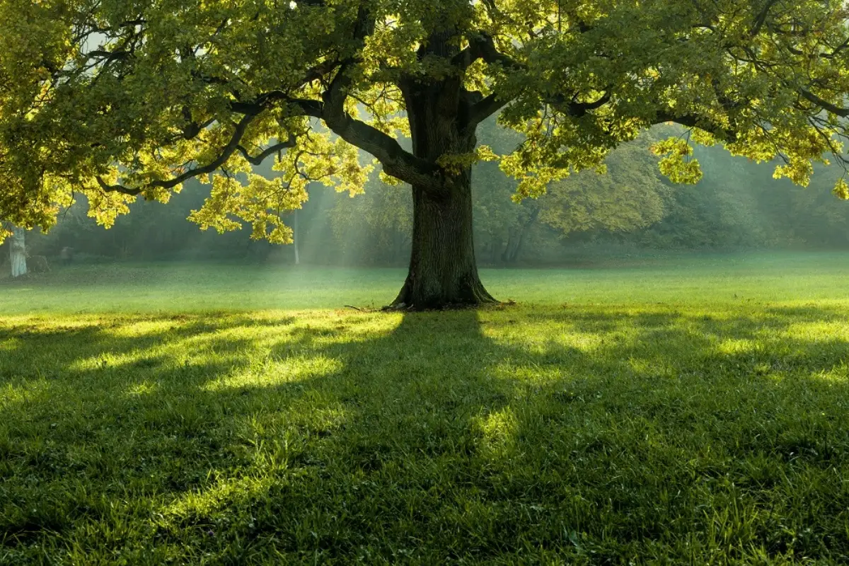 Vuoi un albero in giardino ma non sopporti raccogliere le foglie? Ecco la specie perfetta
