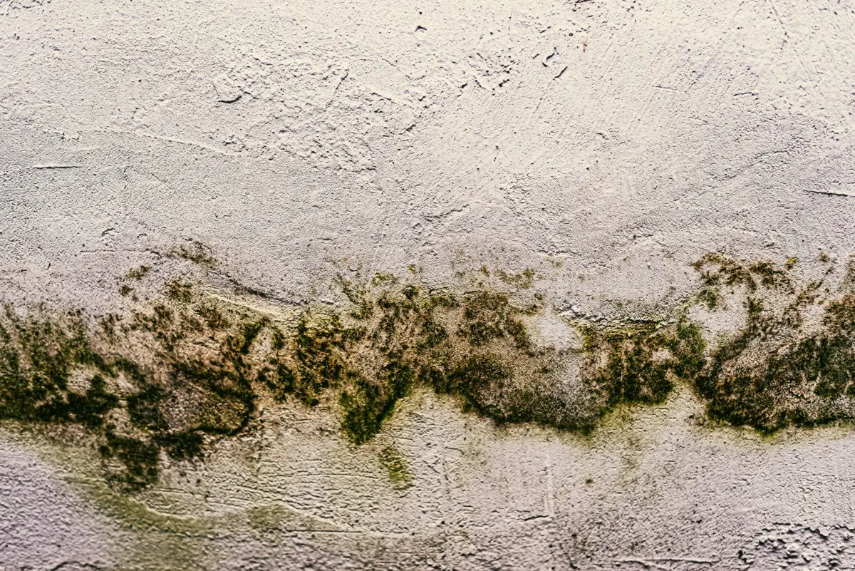 Umidità in casa e muffa? Ecco come creare un deumidificatore potente con due oggetti che hai