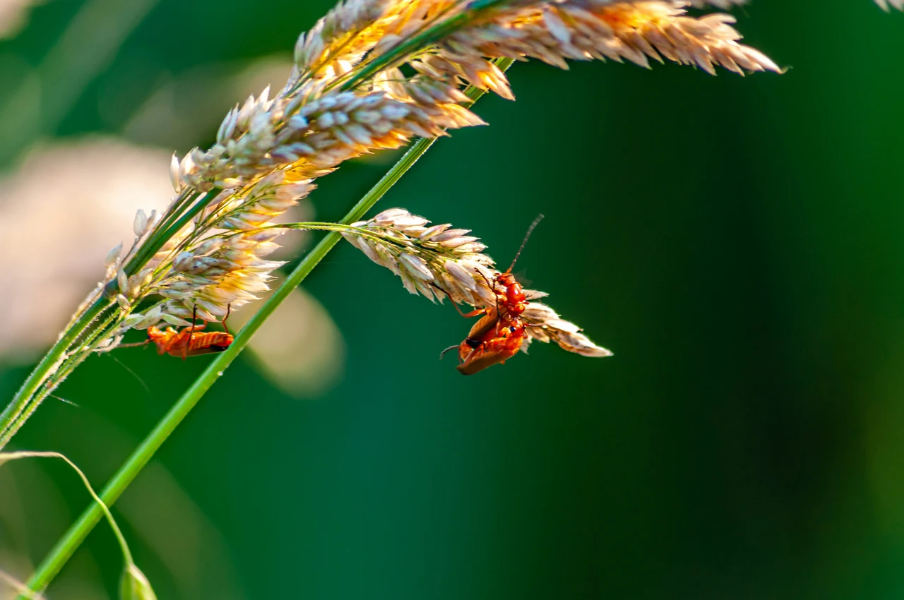 Usa solo questo ingrediente naturale per eliminare subito gli insetti dalle tue piante