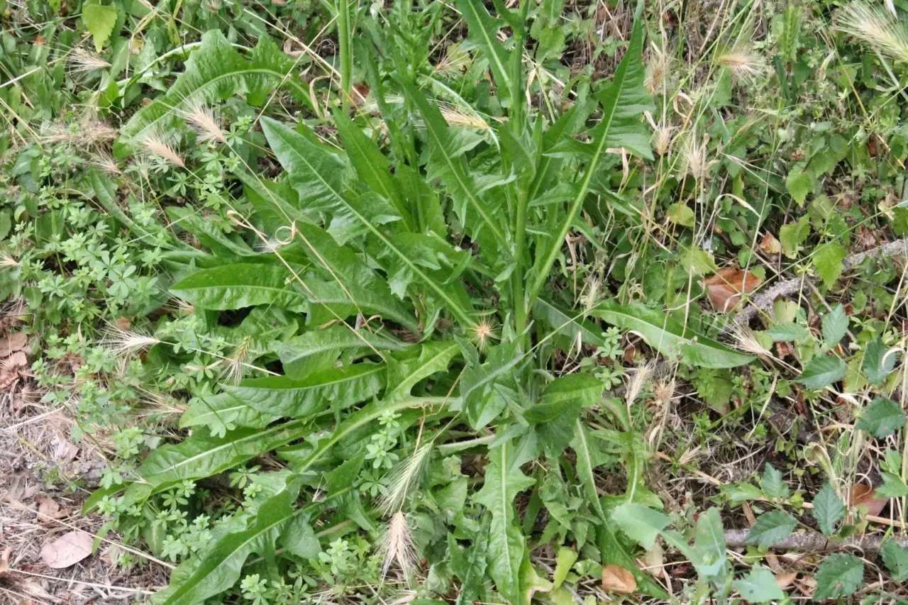 Il trucco naturale per eliminare le erbacce e risparmiare acqua in giardino: ecco come fare pacciamatura