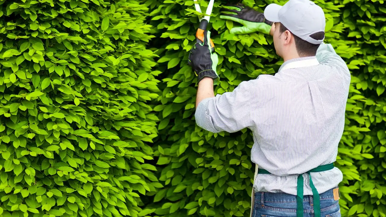 Aprire un’attività di giardiniere: ecco l’errore fiscale che fanno tutti e che ti fa perdere soldi