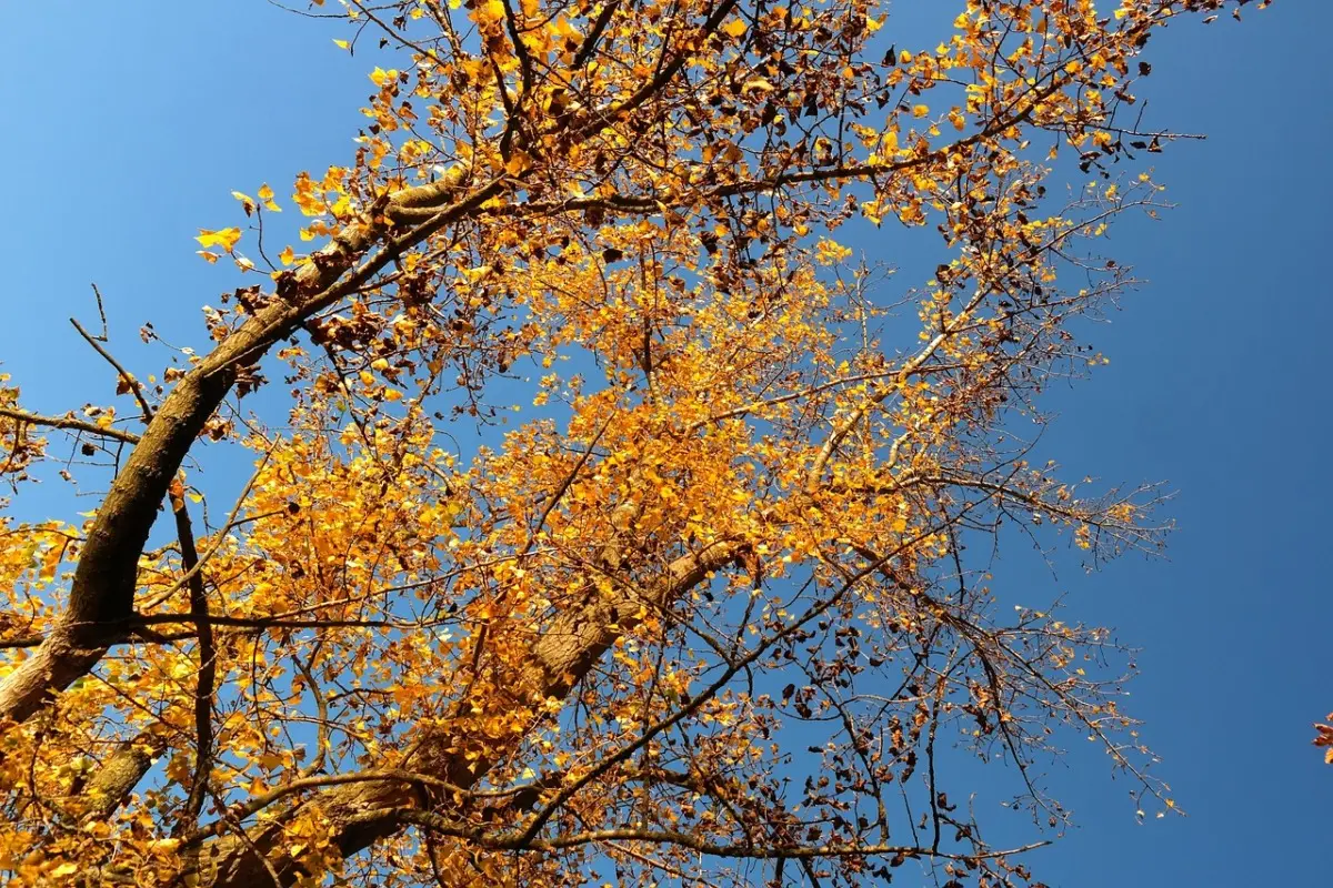 Quali sono i mesi autunnali? Ecco la risposta corretta