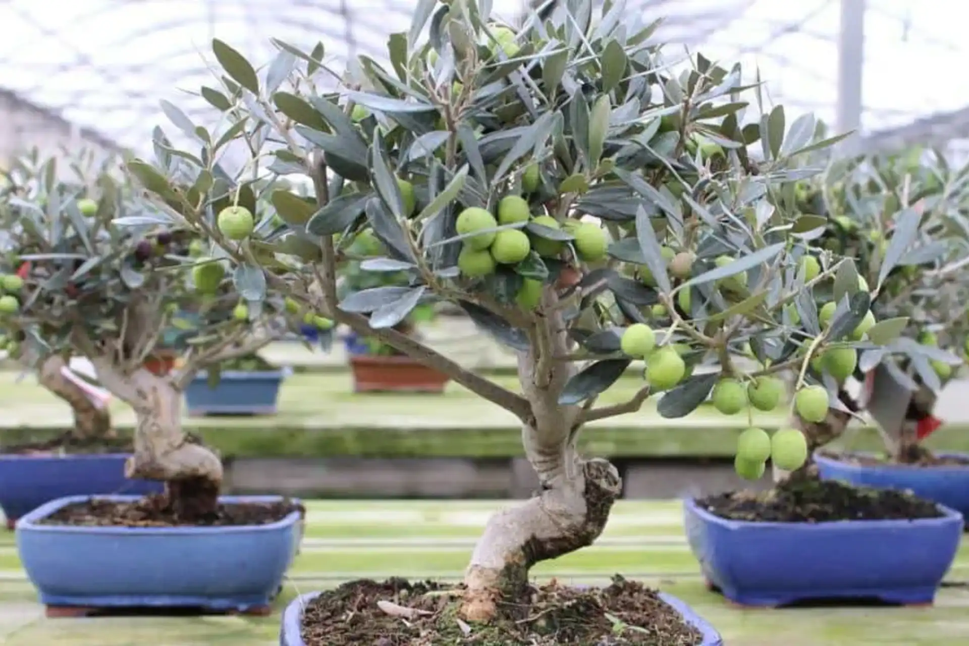 Ulivo in vaso: ecco l’errore che fai in inverno e che rischia di farlo seccare