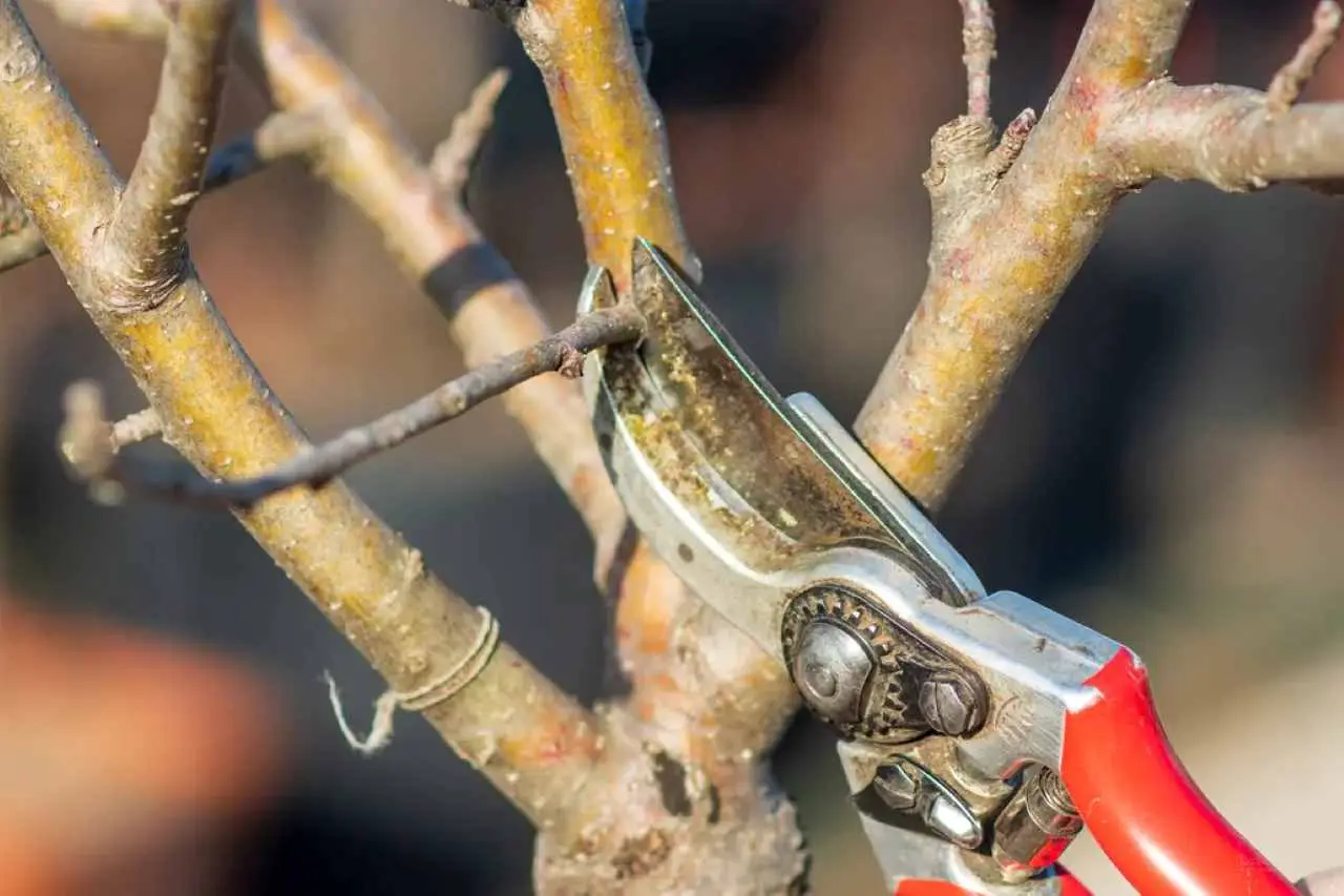 Quali alberi potare a ottobre: la lista definitiva