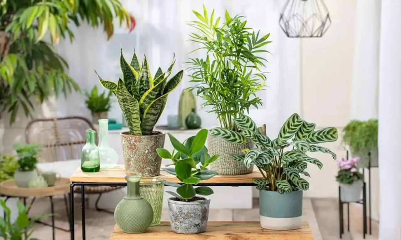 Quali sono le piante da interno che purificano l’aria dalla formaldeide? Le alleate contro l’inquinamento