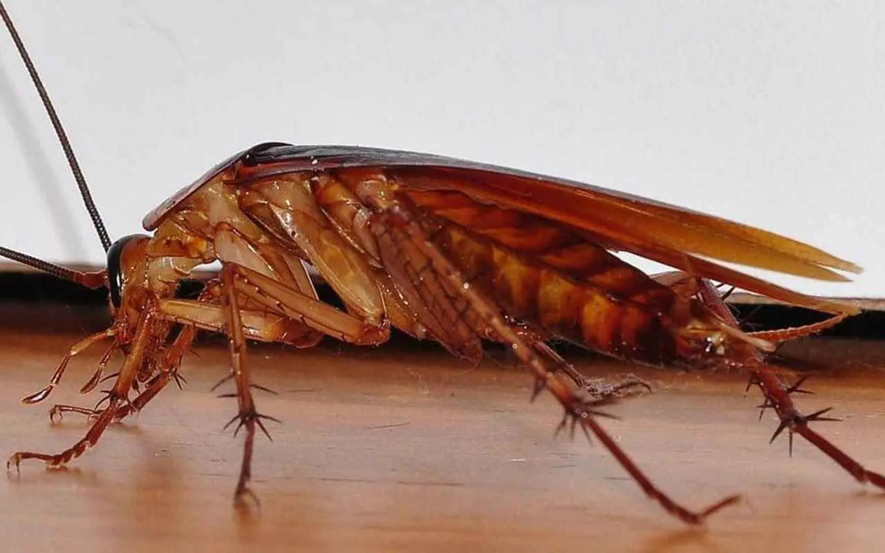 Hai fatto la deblattizzazione ma le blatte tornano? Ecco gli errori che stai commettendo